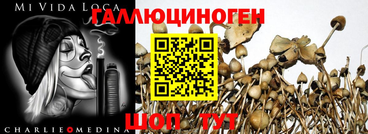 Псилоцибиновые грибы GOLDEN TEACHER  Вход с VPN  Галлюциногенные грибы Psilocybe  Рузаевка 